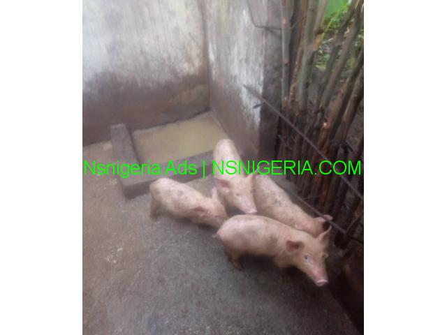 Get Into Luxurious Pig Farming