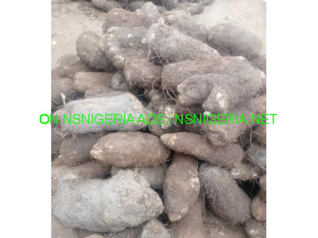 Buy plateau yams here