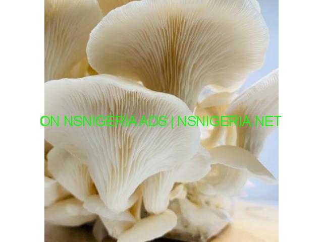 Shop oyster mushrooms in bulk or retail worldwide