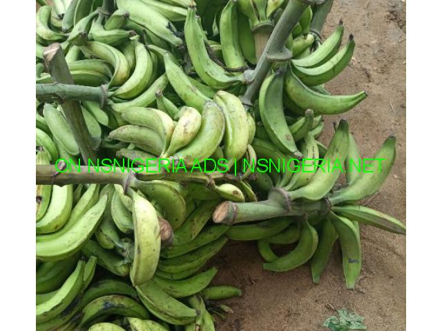 fruit seedlings and their prices - buy now