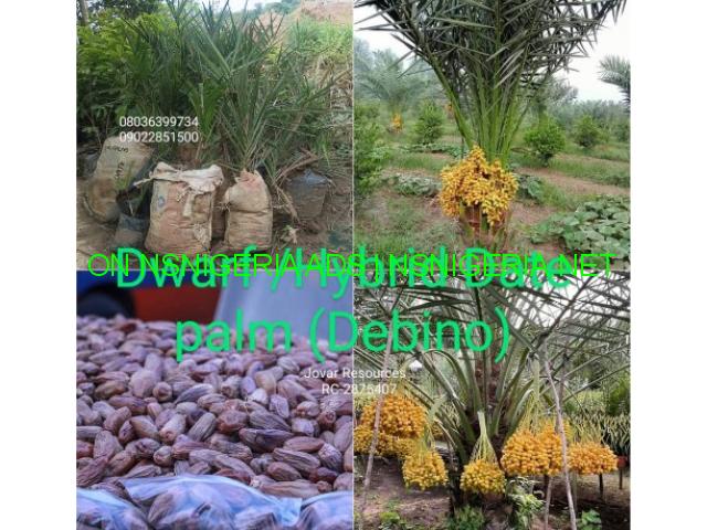 Buy your seedlings now - we deliver Nationwide