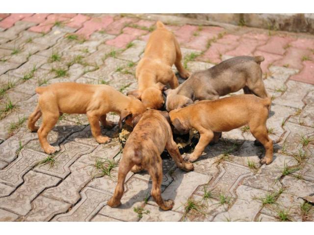  BOERBOEL PUPPIES FOR SALE