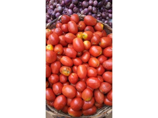 Freshly Harvested Tomatos and Habanero Pepper